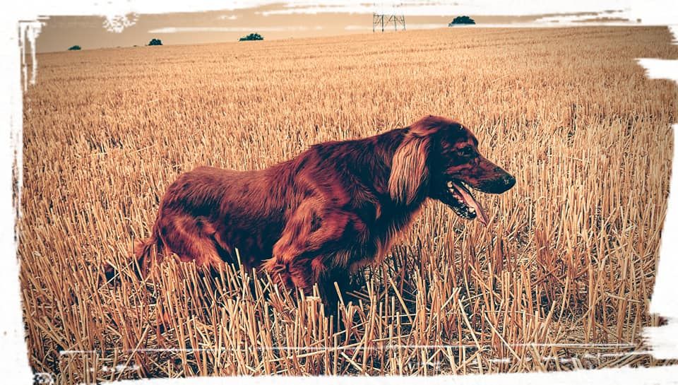 TR. CH. good-boy De la plume du pevele