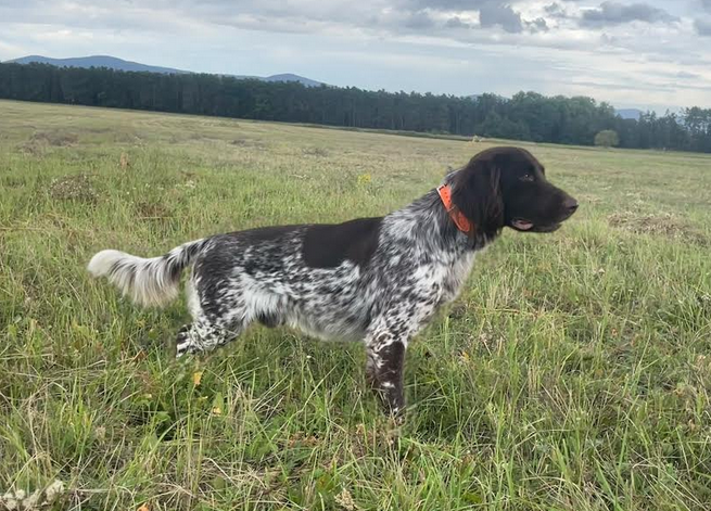 Abstynent vom musterland