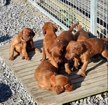 du terie et tilleul - Chiots disponibles - Setter irlandais rouge