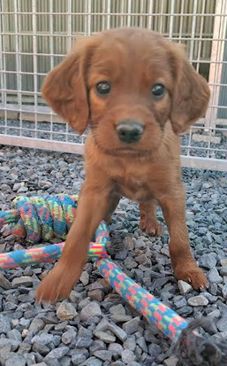 du terie et tilleul - Chiots disponibles - Setter irlandais rouge