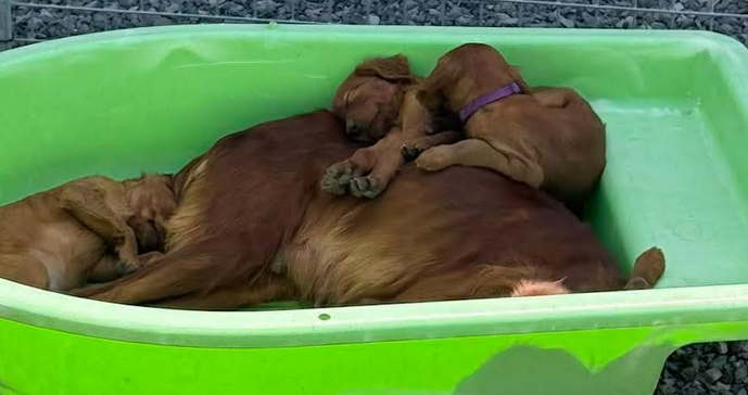 du terie et tilleul - Chiots disponibles - Setter irlandais rouge