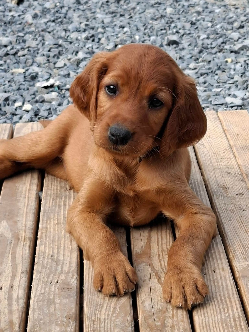 du terie et tilleul - Chiots disponibles - Setter irlandais rouge