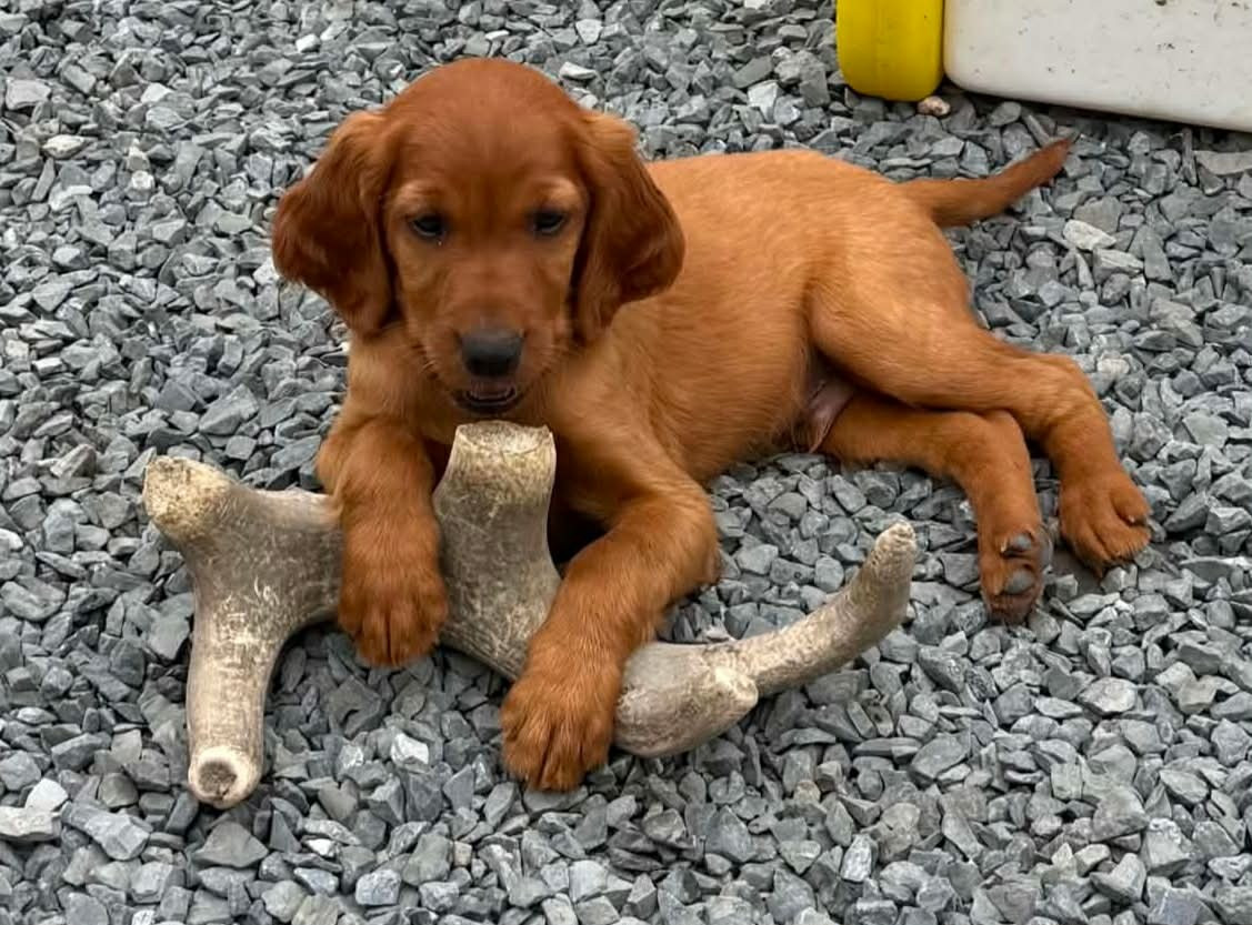 du terie et tilleul - Chiots disponibles - Setter irlandais rouge