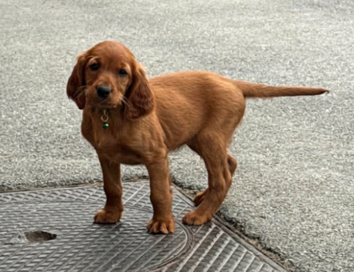 du terie et tilleul - Chiots disponibles - Setter irlandais rouge