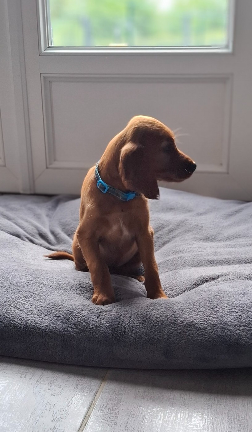 du terie et tilleul - Chiots disponibles - Setter irlandais rouge