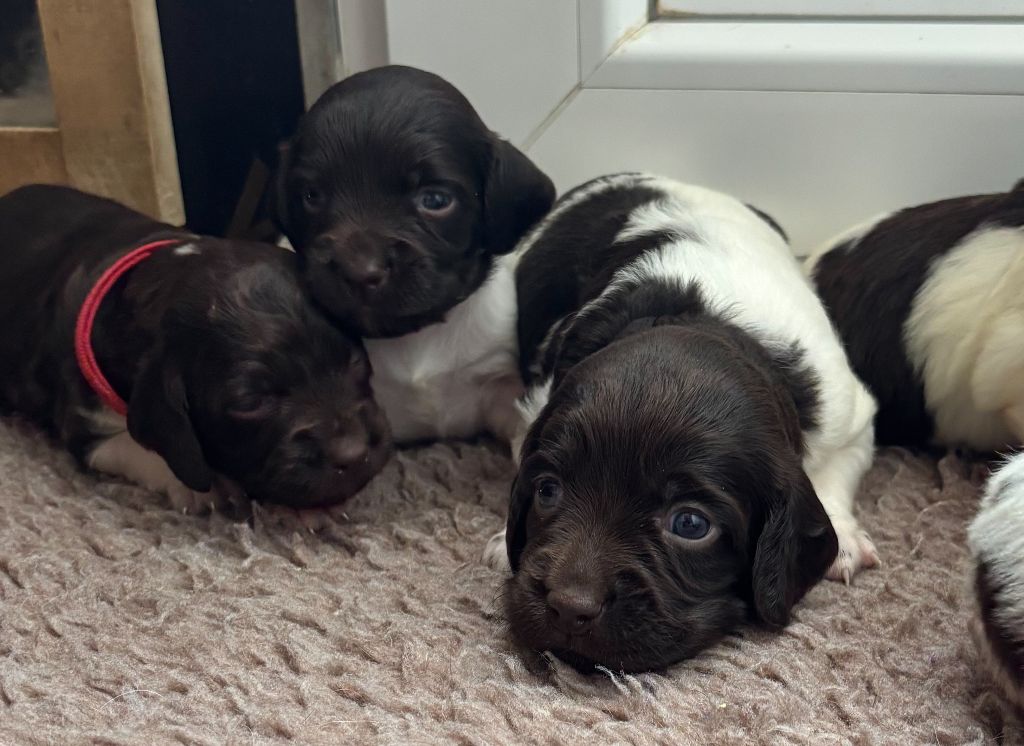 du terie et tilleul - Chiots disponibles - Petit Epagneul de Münster
