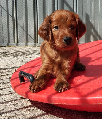 CHIOT 3