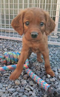 Chiot N°3