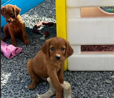 Chiot N°4