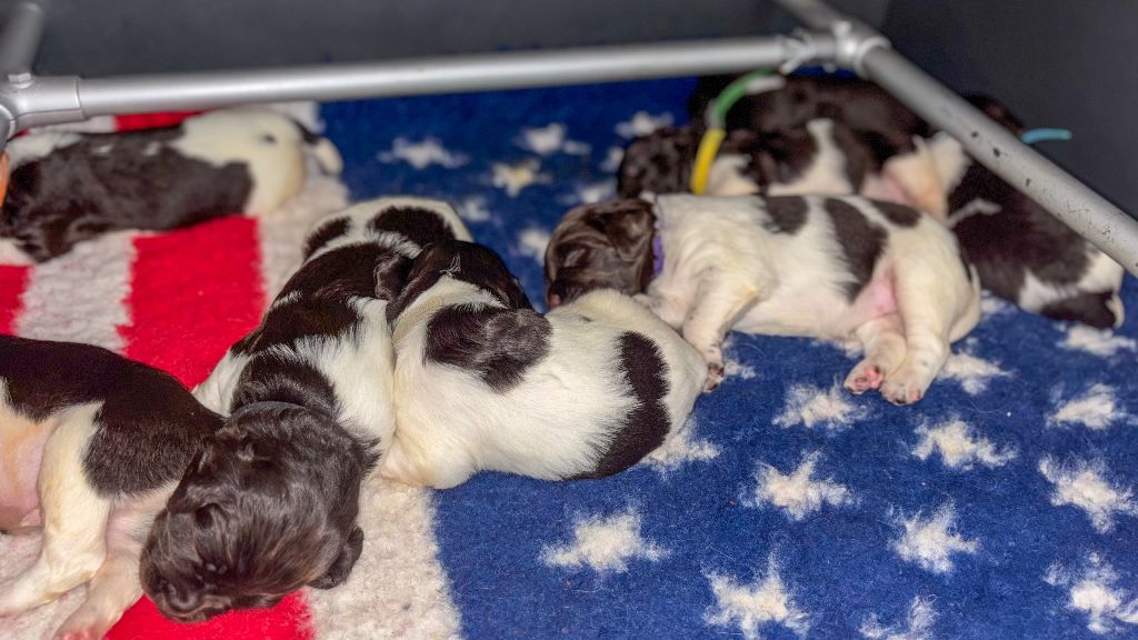 du terie et tilleul - Chiots disponibles - Petit Epagneul de Münster